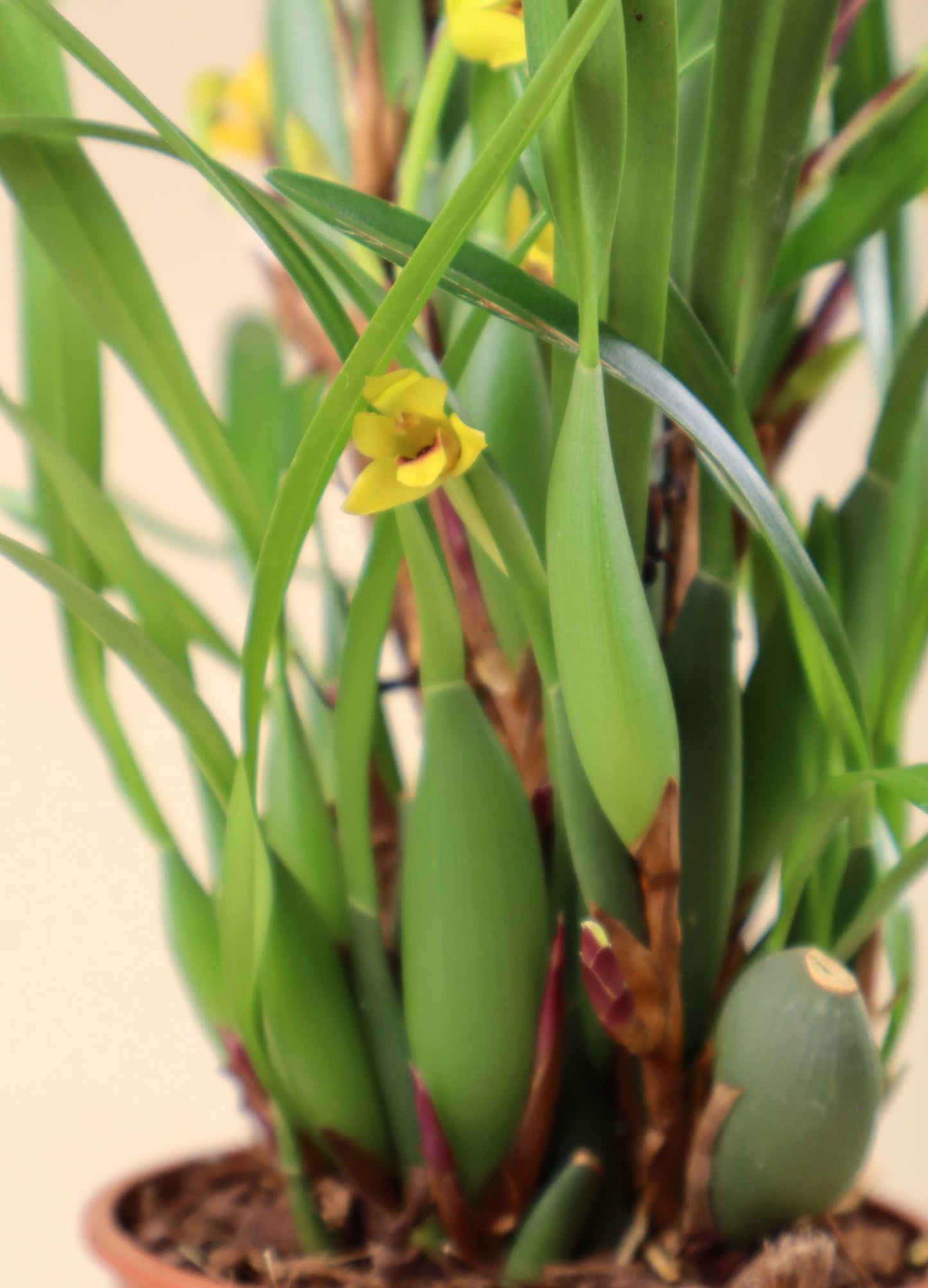 Maxillaria variabilis