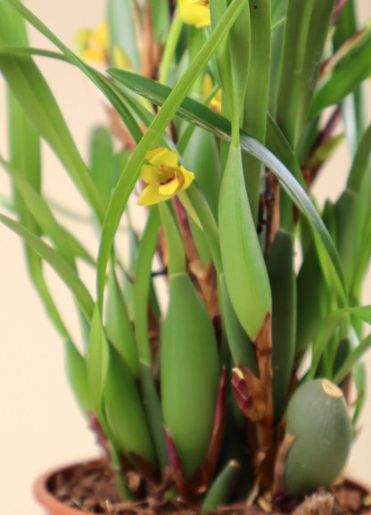 Maxillaria variabilis