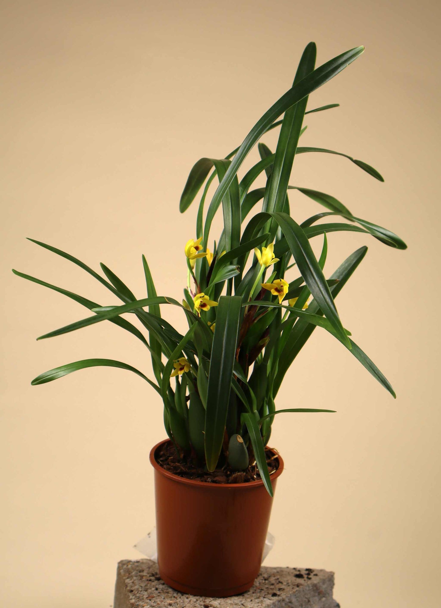 Maxillaria variabilis