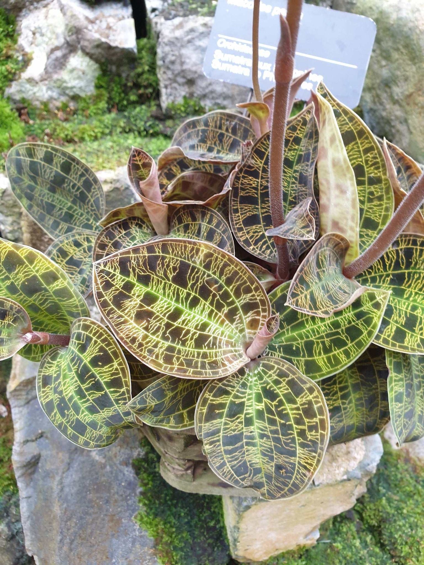 Macodes petola 'juvelorkidé'