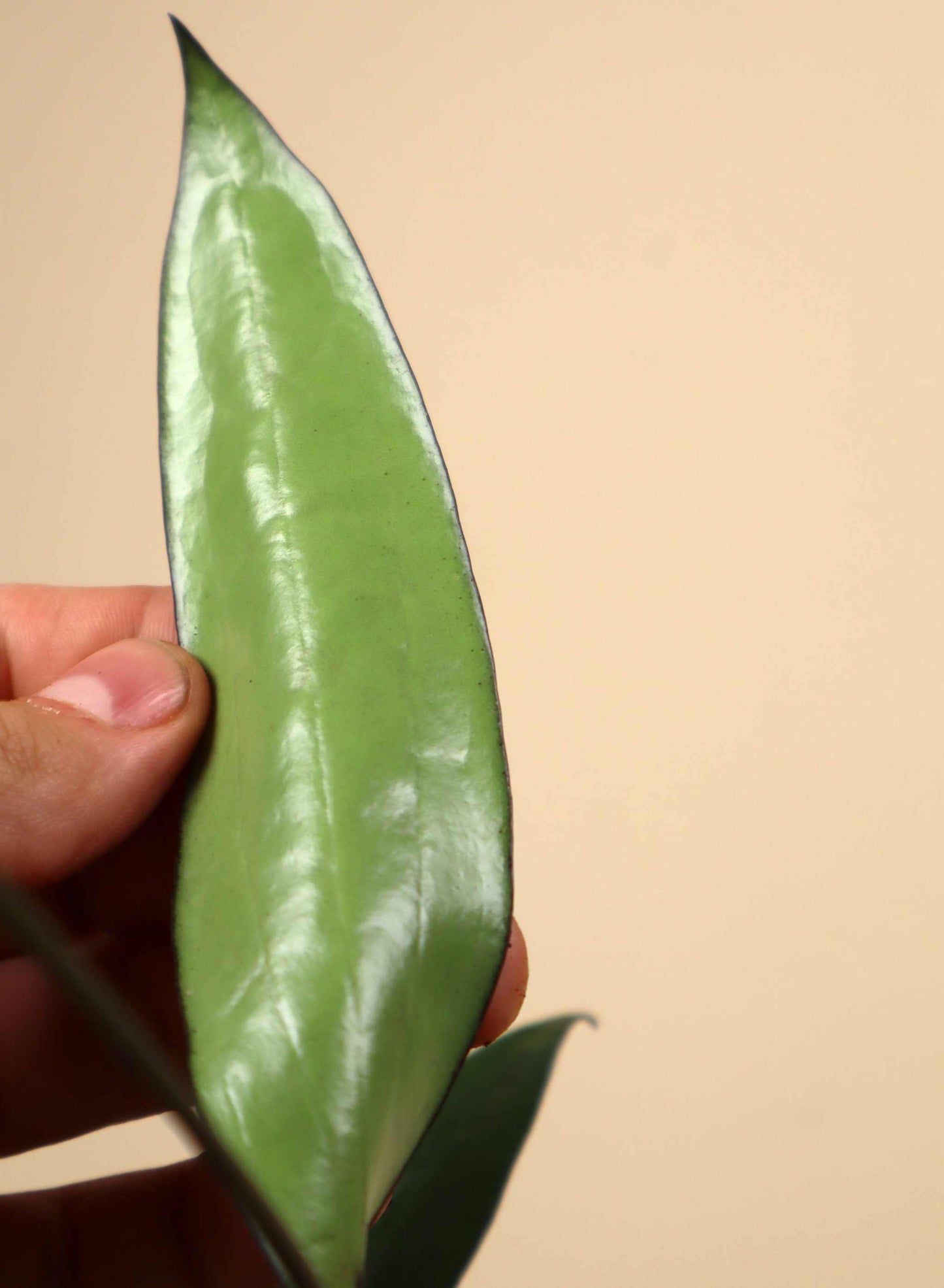 Hoya macrophylla