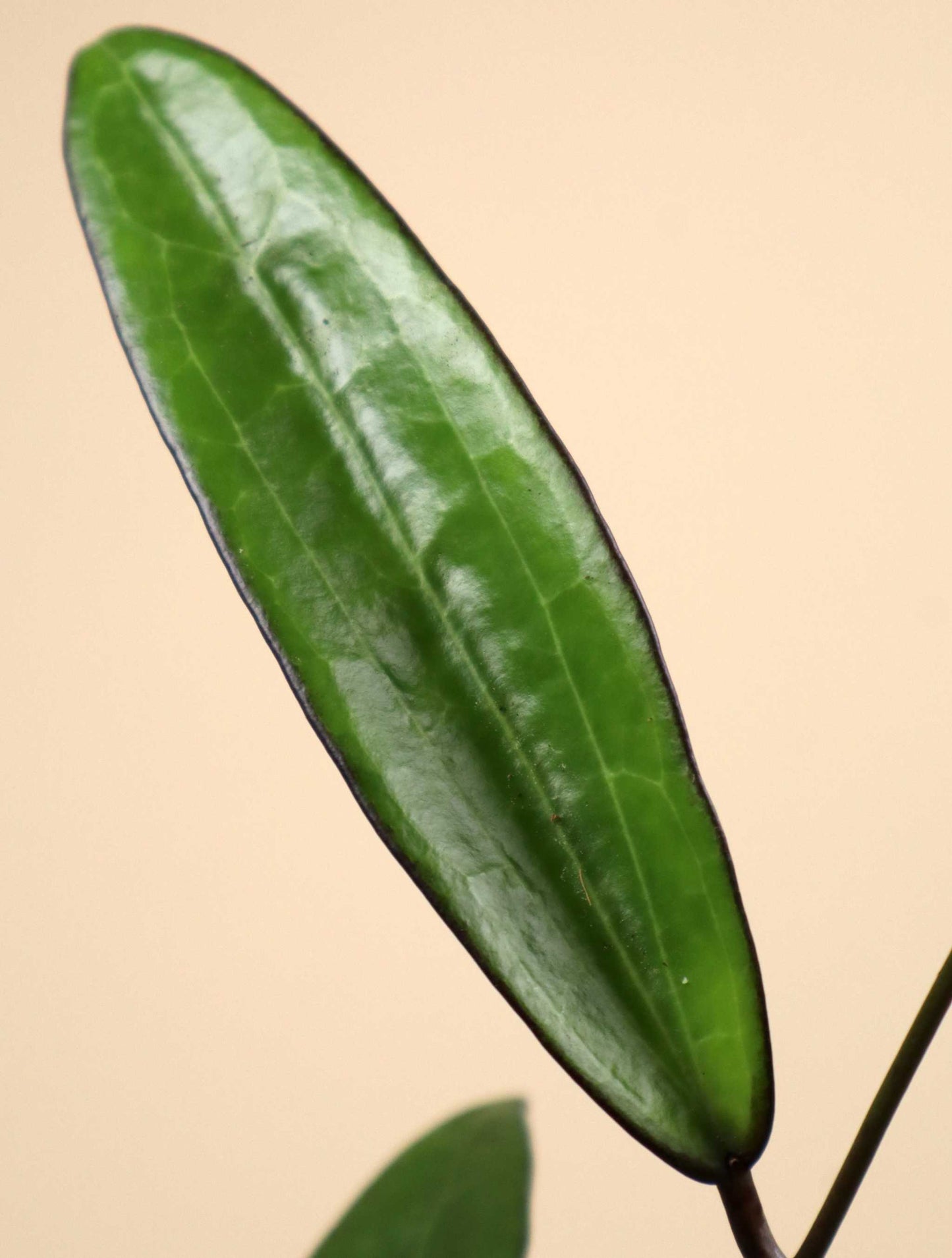 Hoya macrophylla