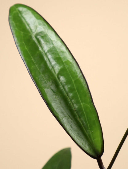 Hoya macrophylla