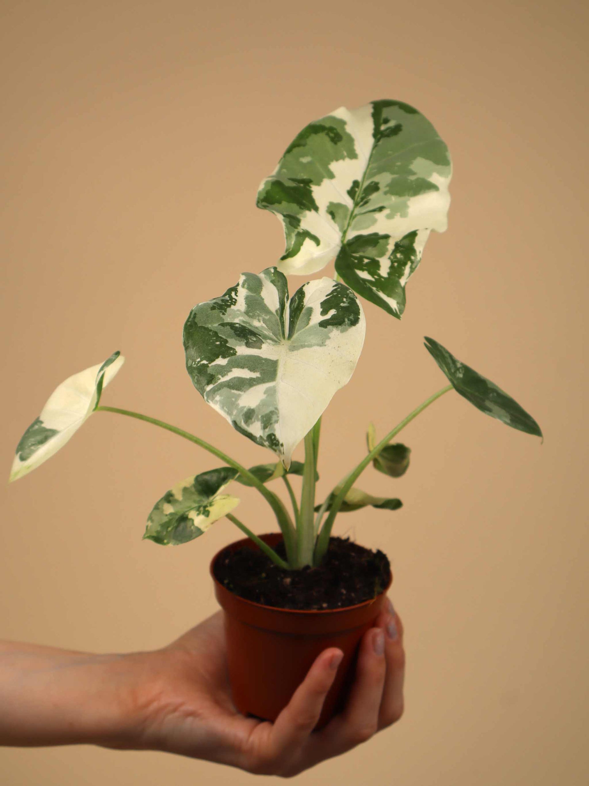 Alocasia macrorrhizos albo variegata – Ormbunker