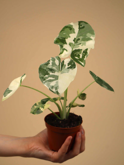 Alocasia macrorrhizos albo variegata