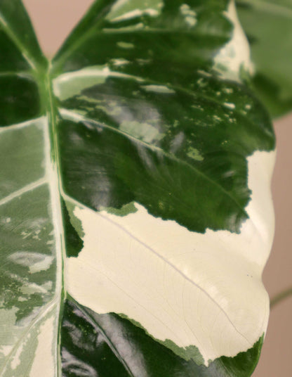 Alocasia macrorrhizos albo variegata