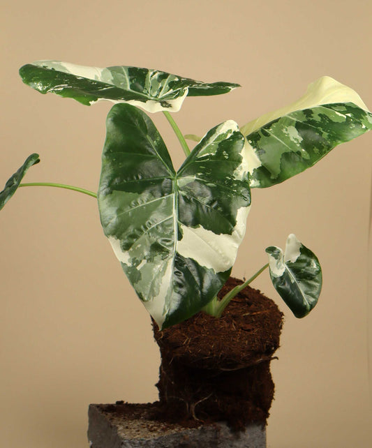 Alocasia macrorrhizos albo variegata