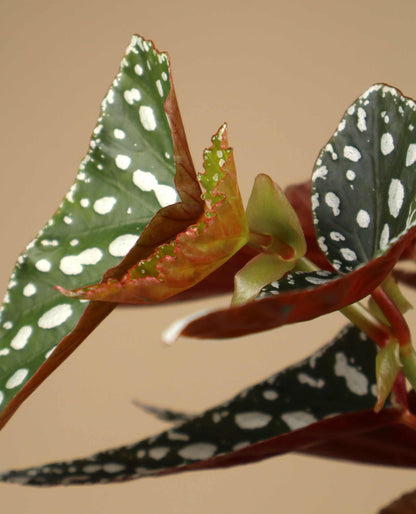 Forellbegonia 'Begonia maculata'