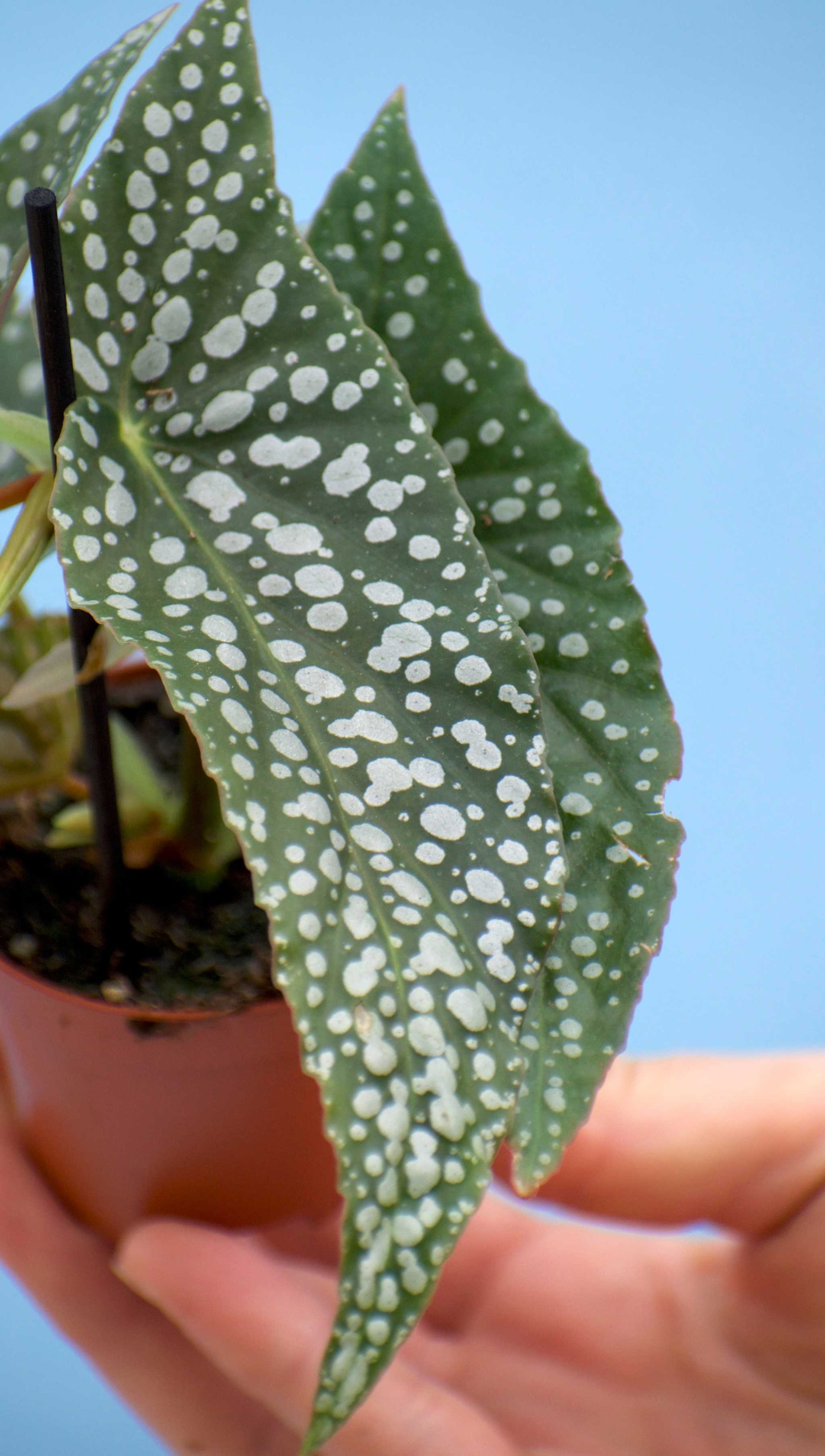Forellbegonia 'Begonia maculata'