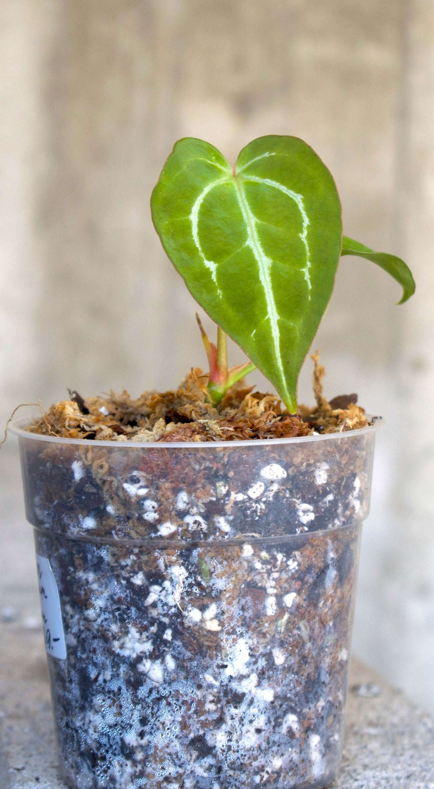 Anthurium Crystallinum X Magnificum