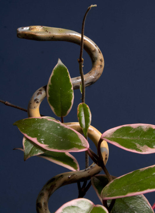 Keramik-Schlangenpflanzenstütze