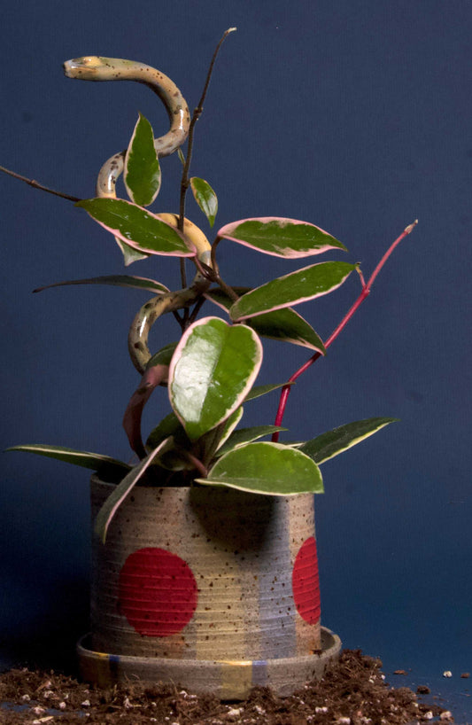 Keramik-Schlangenpflanzenstütze