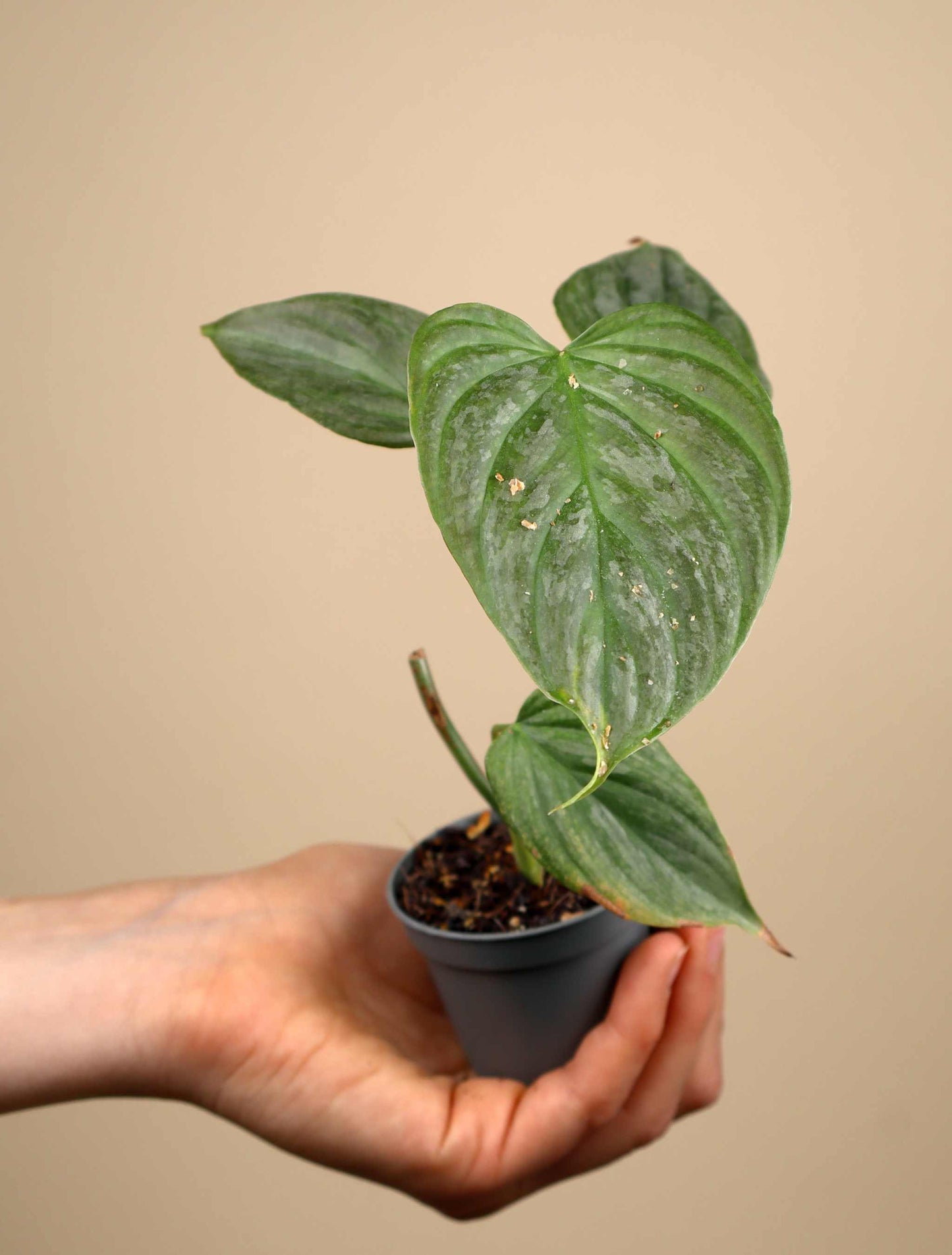 Philodendron 'Majestic' (P. sodoroi x P. verrucosum)