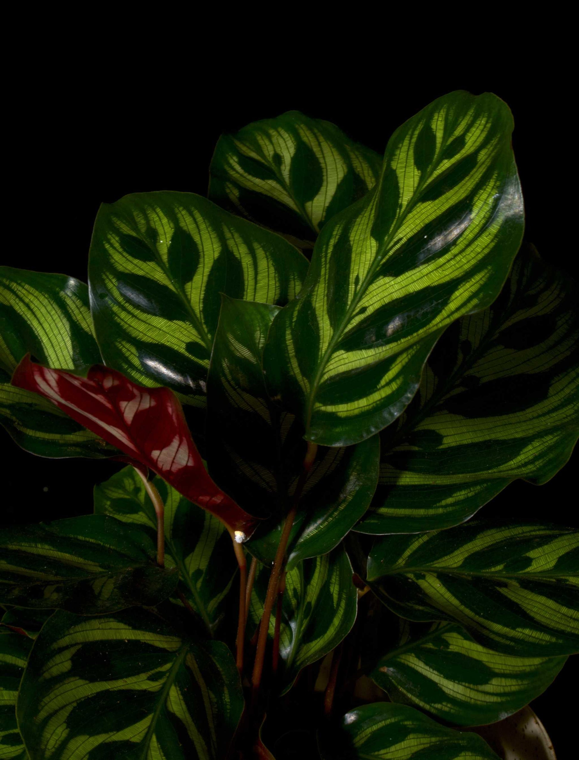 Calathea makoyana i mörker