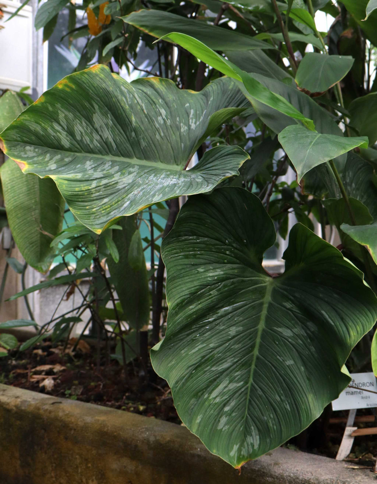 Philodendron mamei