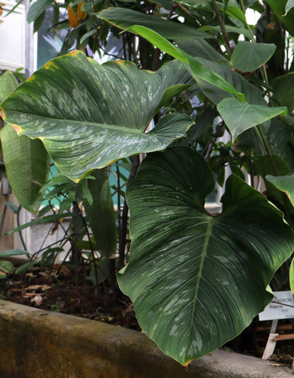 Philodendron mamei