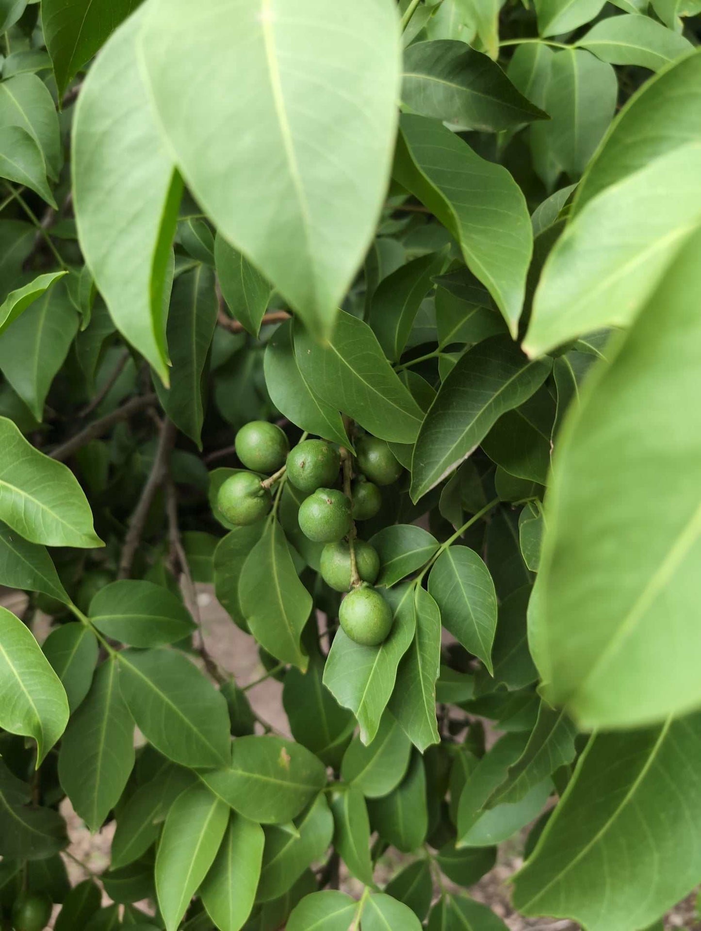 Mamoncillo (Melicoccus bijugatus)