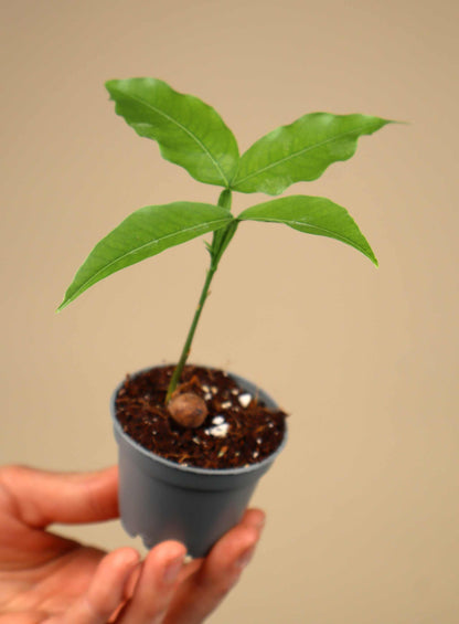 Mamoncillo (Melicoccus bijugatus)