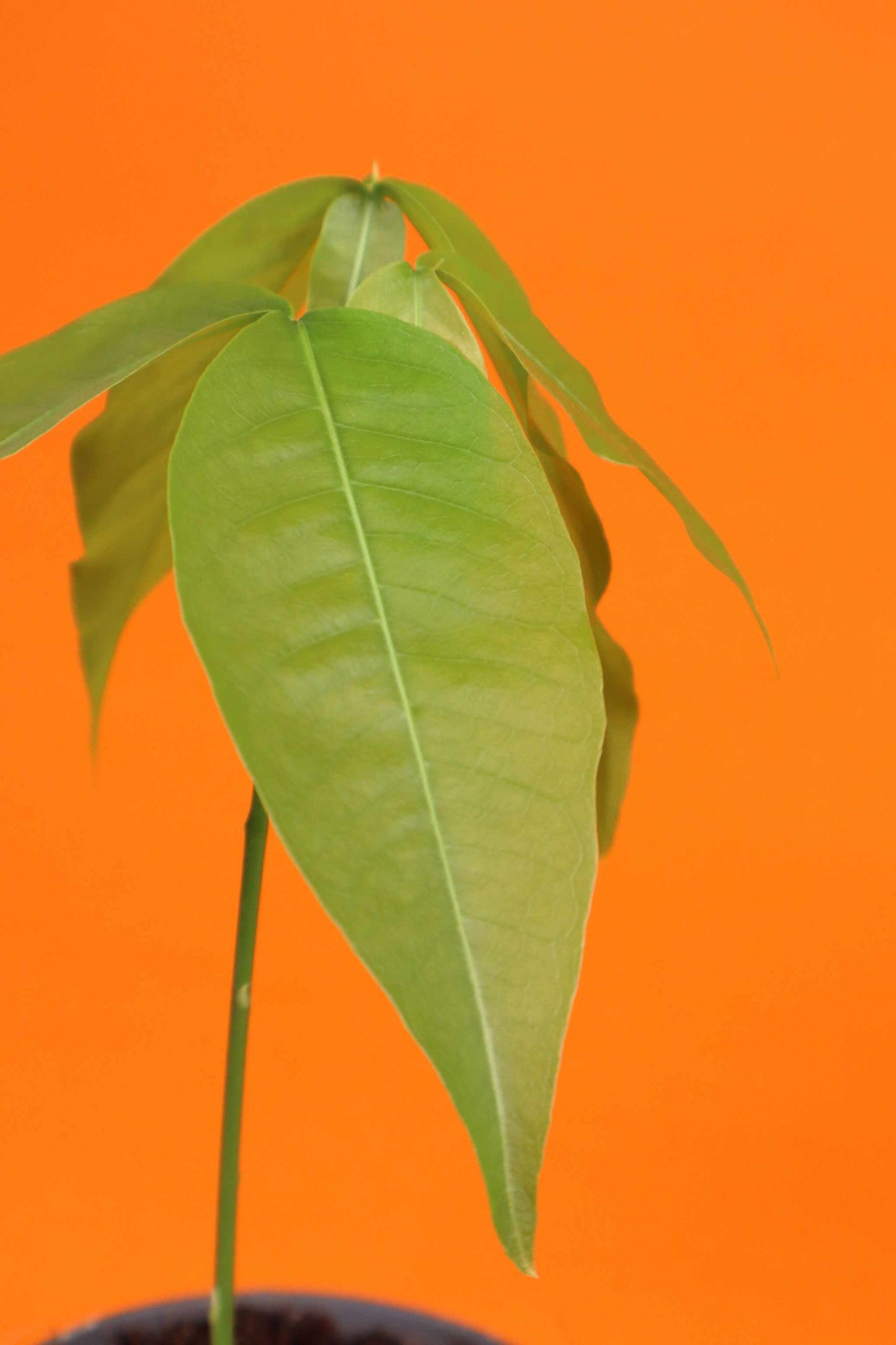 Mamoncillo (Melicoccus bijugatus)