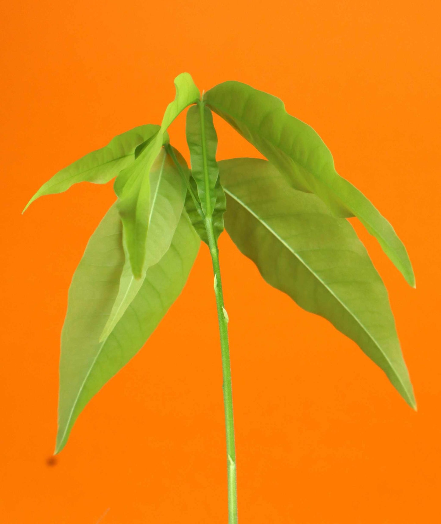 Mamoncillo (Melicoccus bijugatus)