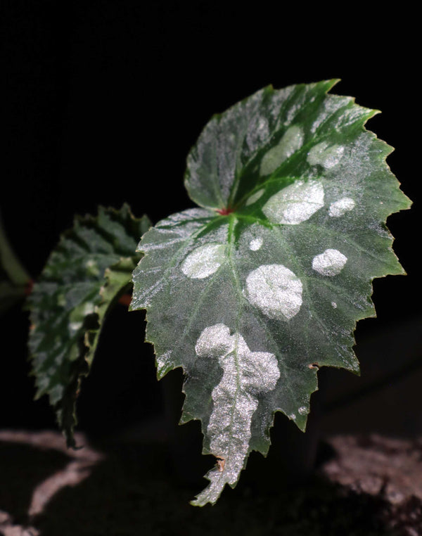 Begonia sp. Mantuk