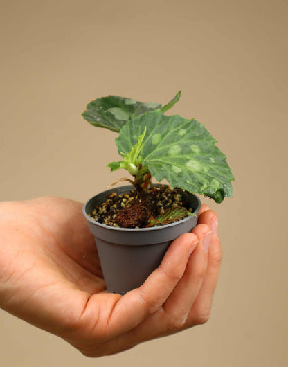 Begonia sp. Mantuk