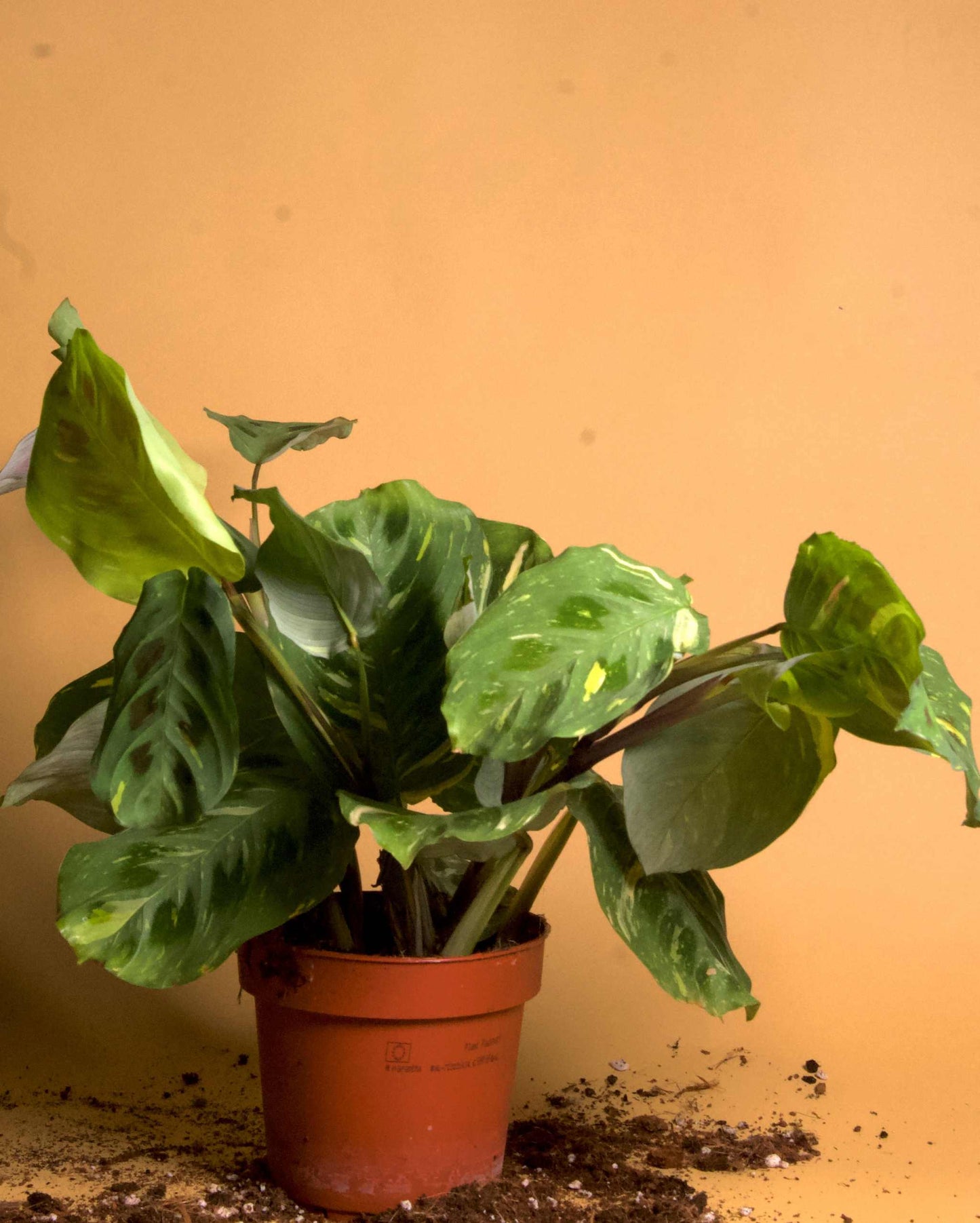 Maranta leuconeura variegata