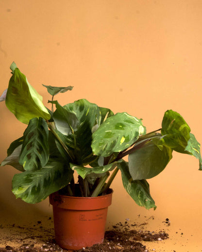 Maranta leuconeura variegata