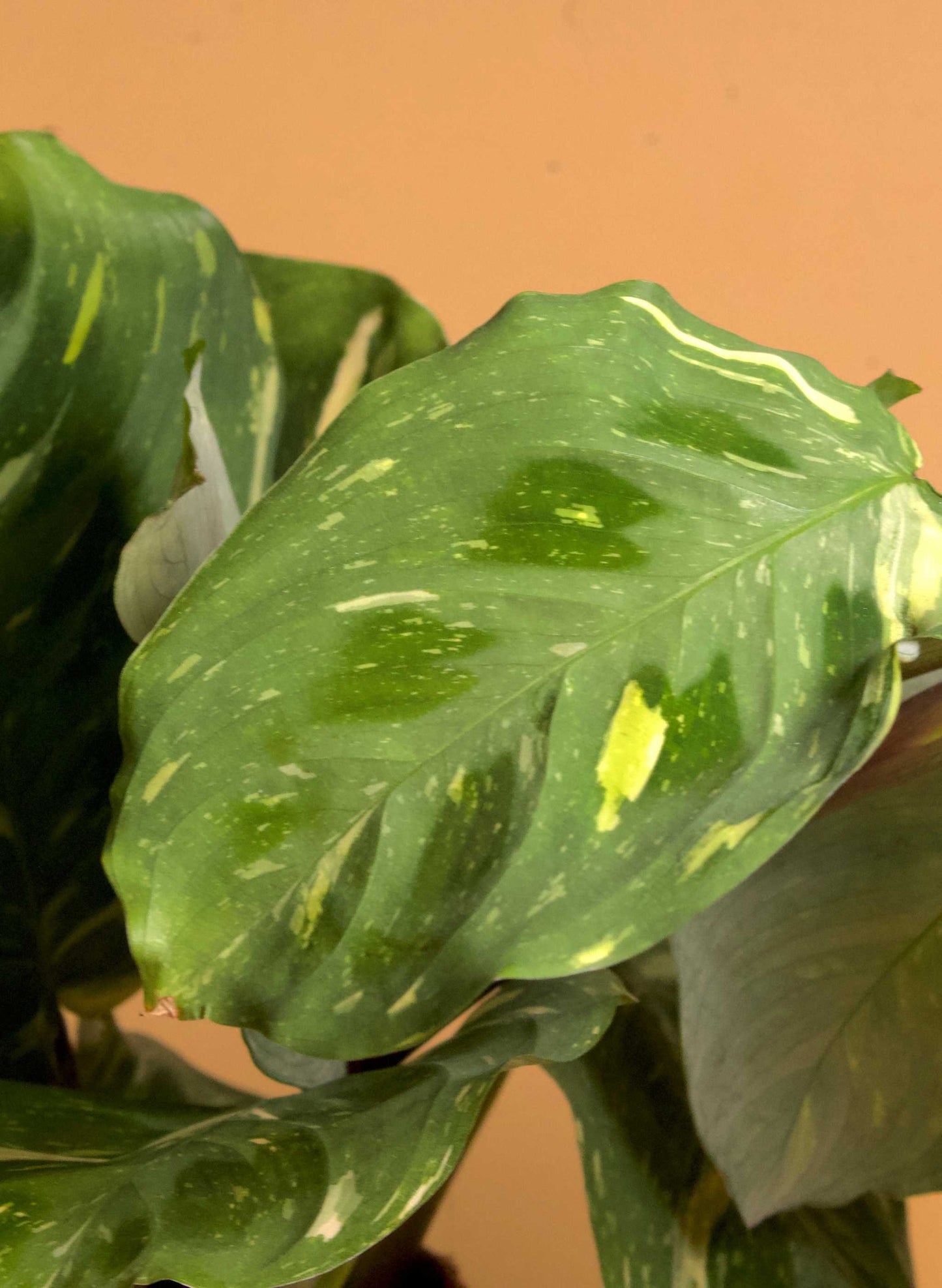 Maranta leuconeura variegata