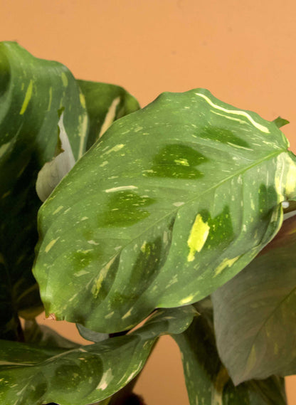 Maranta leuconeura variegata