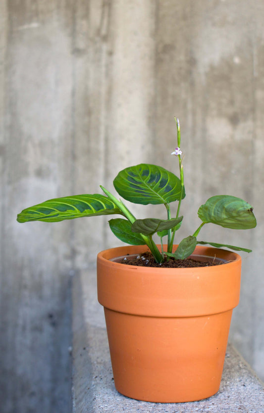 Maranta Leuconeura 'Lemon lime'