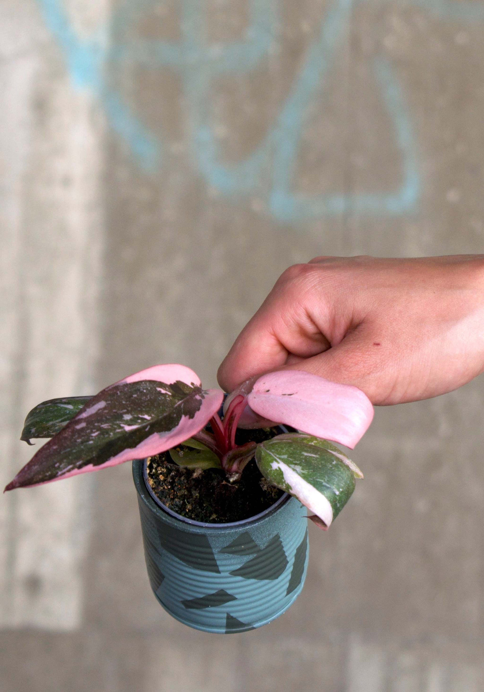 buy pink princess philodendron nz Buy Philodendron 'Pink Princess'