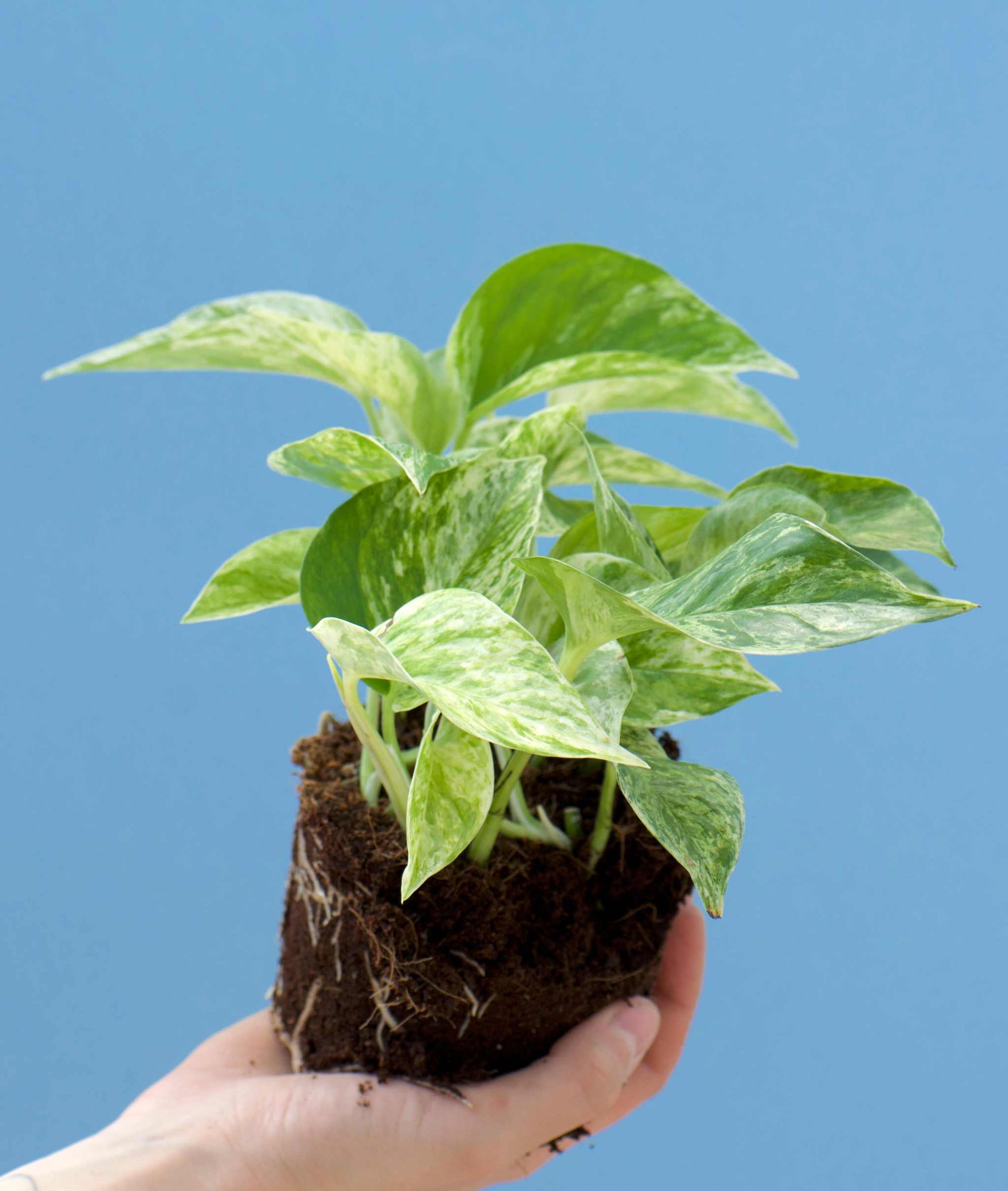 Epipremnum pinnatum 'Marble Queen'
