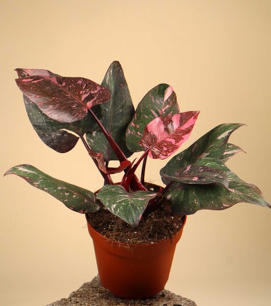 Philodendron 'Pink Princess Marble'