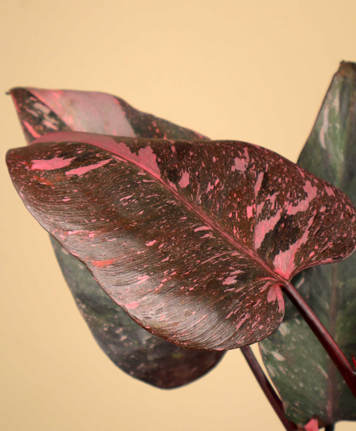 Philodendron 'Pink Princess Marble' 