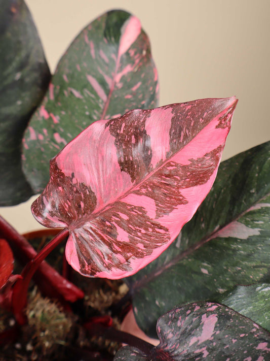 Philodendron 'Pink Princess Marble'