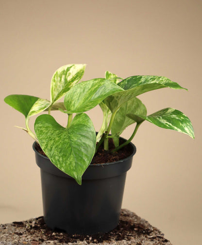 Epipremnum aureum 'Marble Queen'