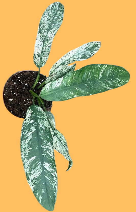 Epipremnum giganteum 'Marble Variegata' - Förbeställning