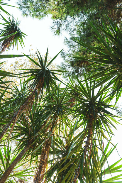 Dracaena marginata - Kantdracena