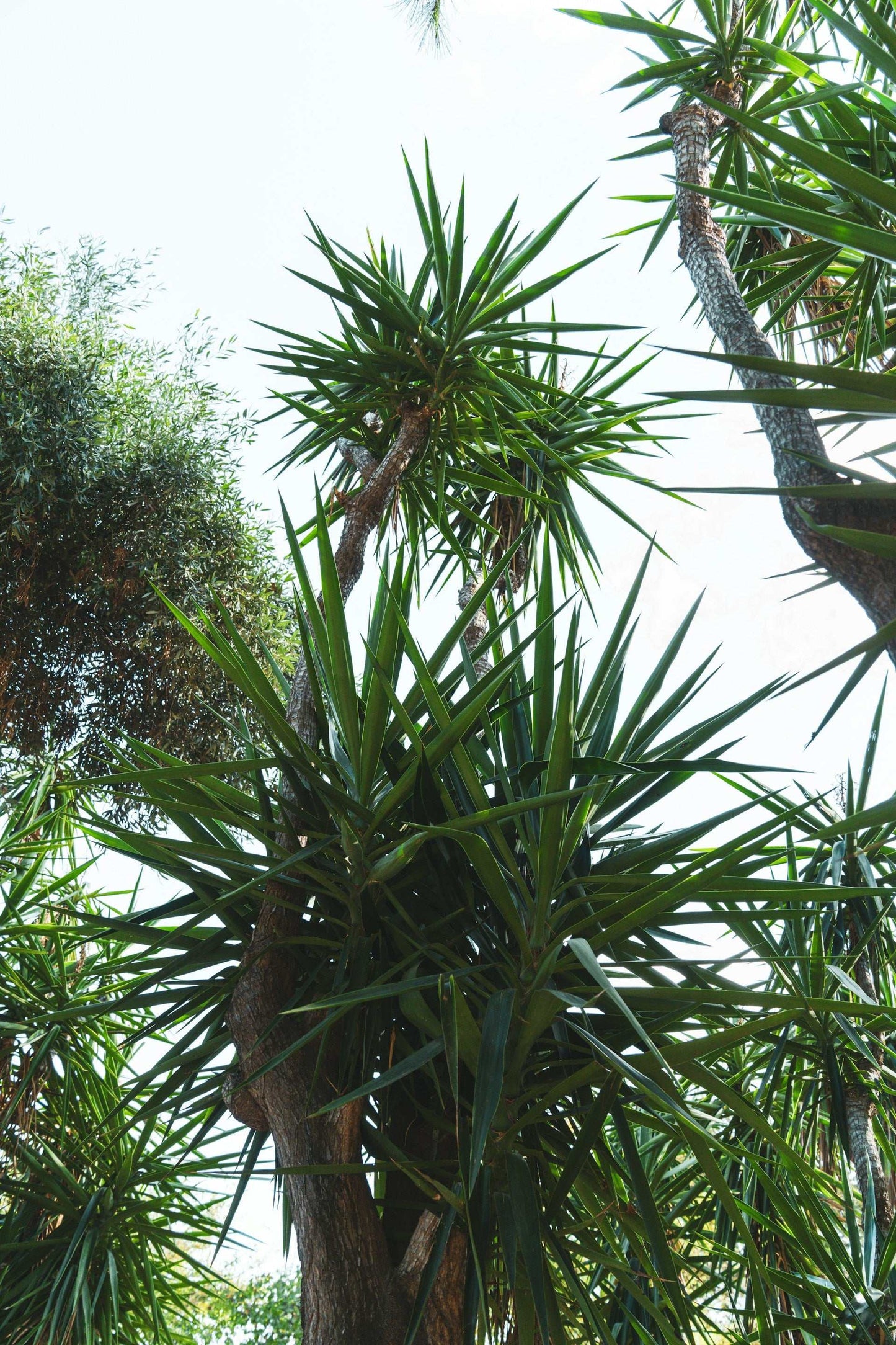 Dracaena marginata - Kantdracena