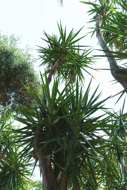 Dracaena marginata - Kantdracena