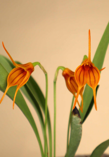 Masdevallia orkidéer