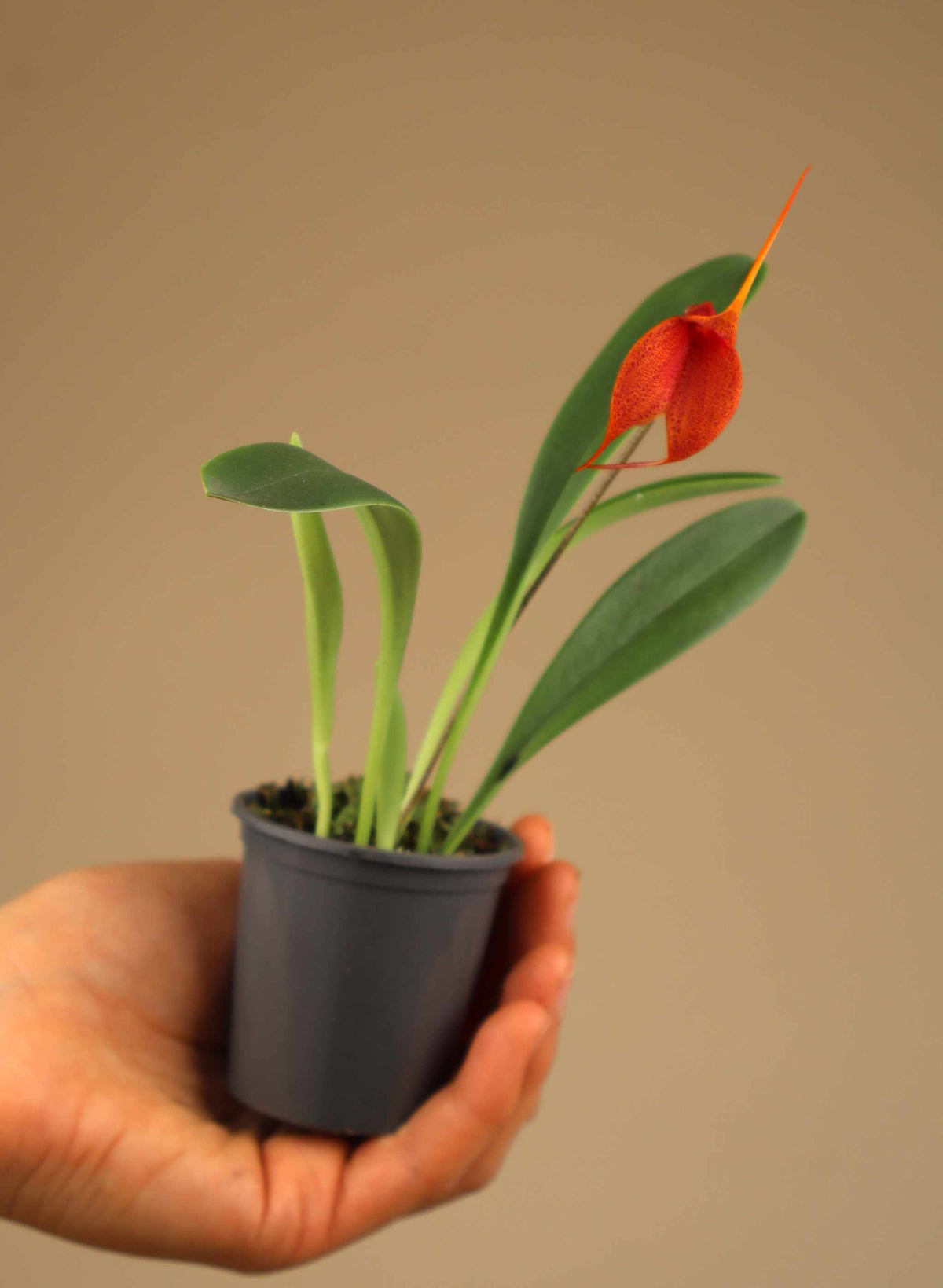 Masdevallia orkidéer