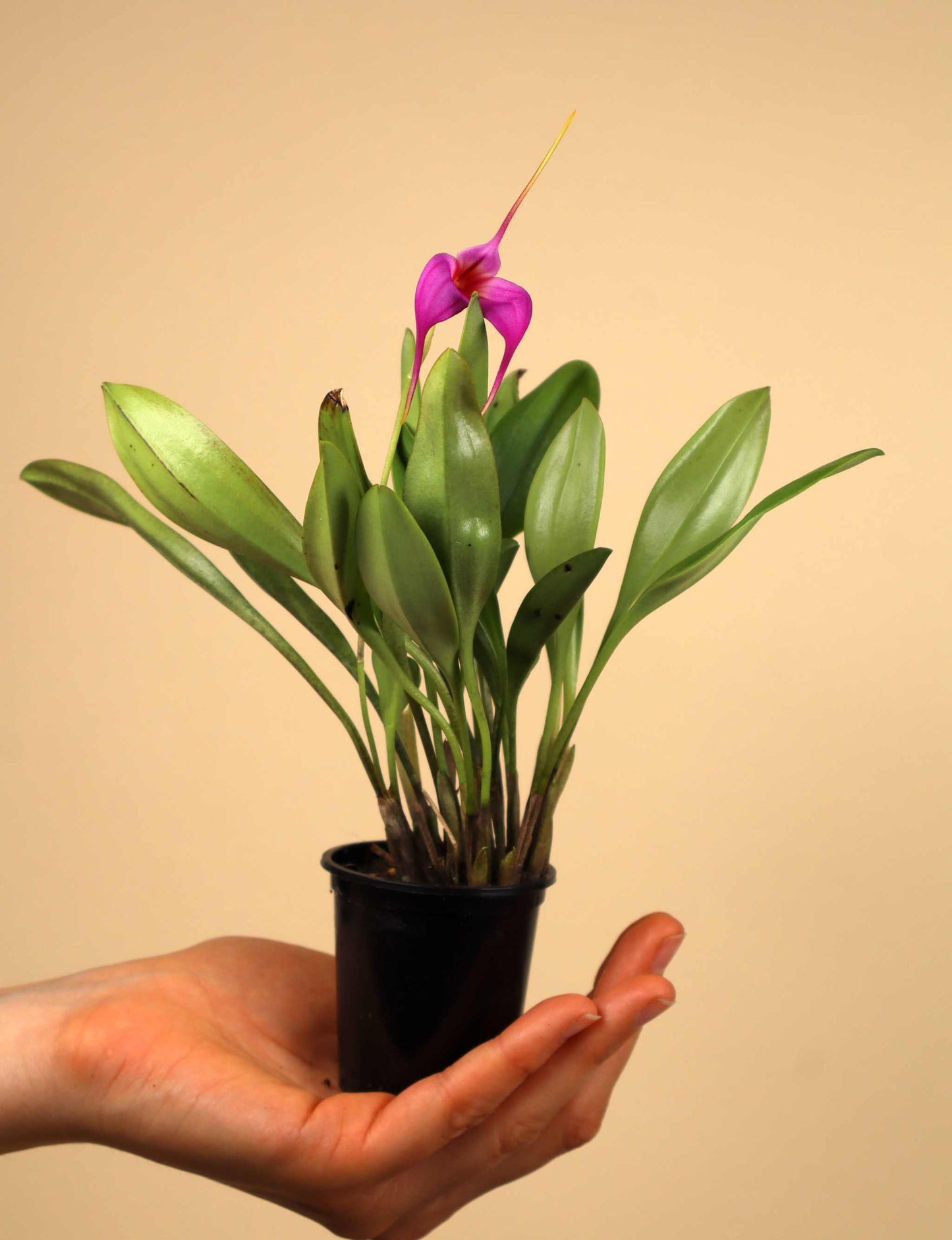 Masdevallia orkidéer