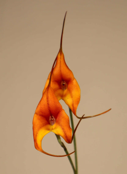 Masdevallia orkidéer