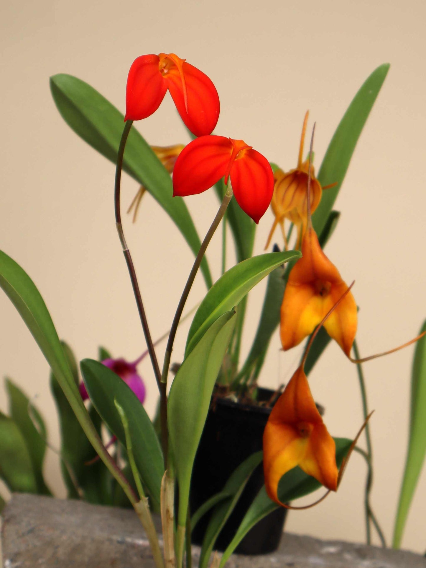 Masdevallia orkidéer