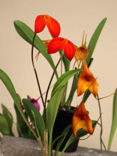 Masdevallia orkidéer