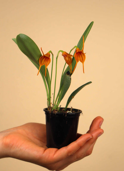 Masdevallia orkidéer