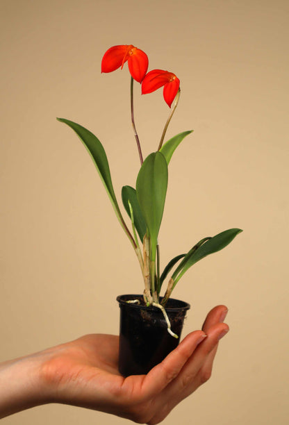 Masdevallia orkidéer