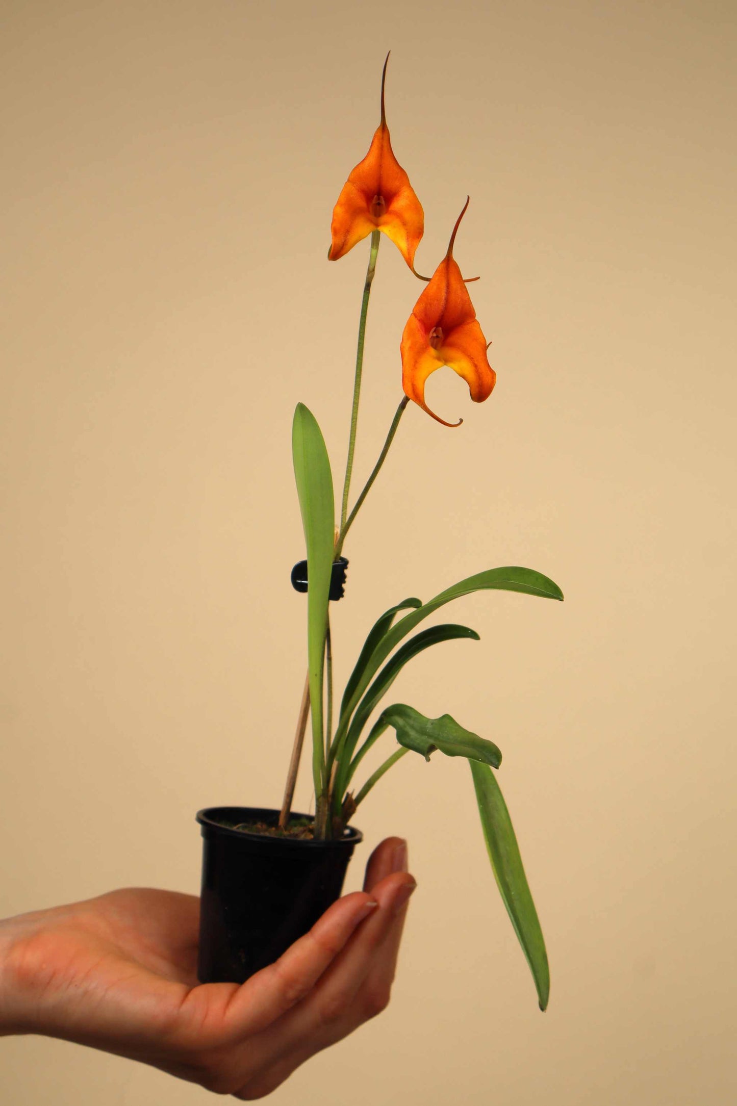 Masdevallia orkidéer